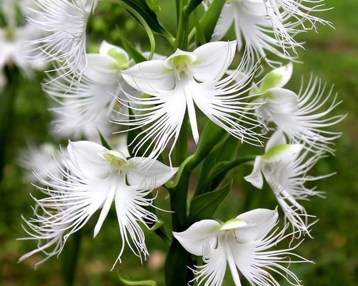 Cây Platanthera praeclara hay cây lan tua trắng