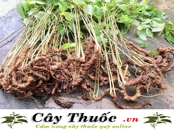 Cây sâm Ngọc Linh chữa đau thần kinh tọa