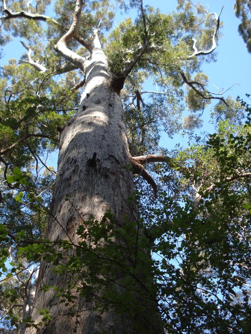 Cây sồi Gothmog, Australia