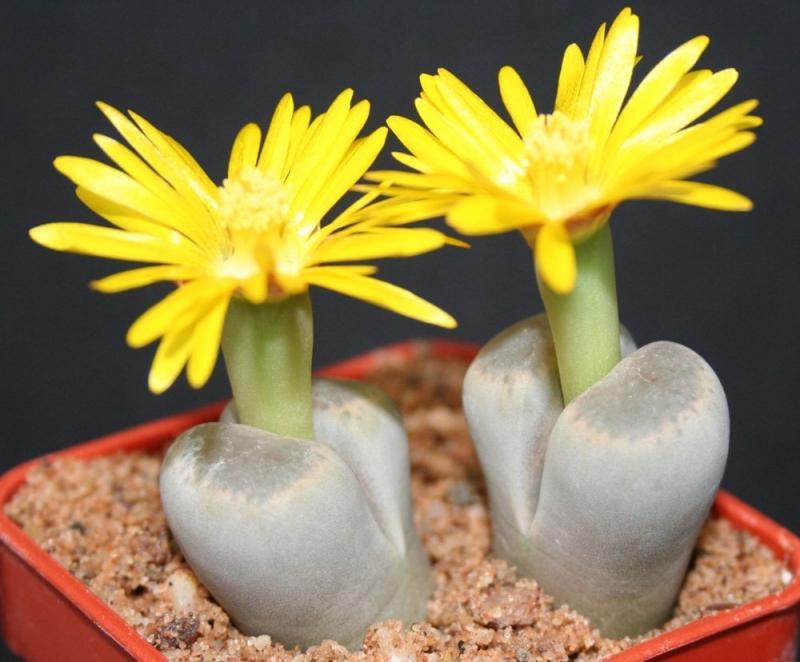 Cây thạch lan lithops