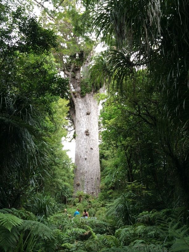 Cây thông Tane Mahuta, New Zealand