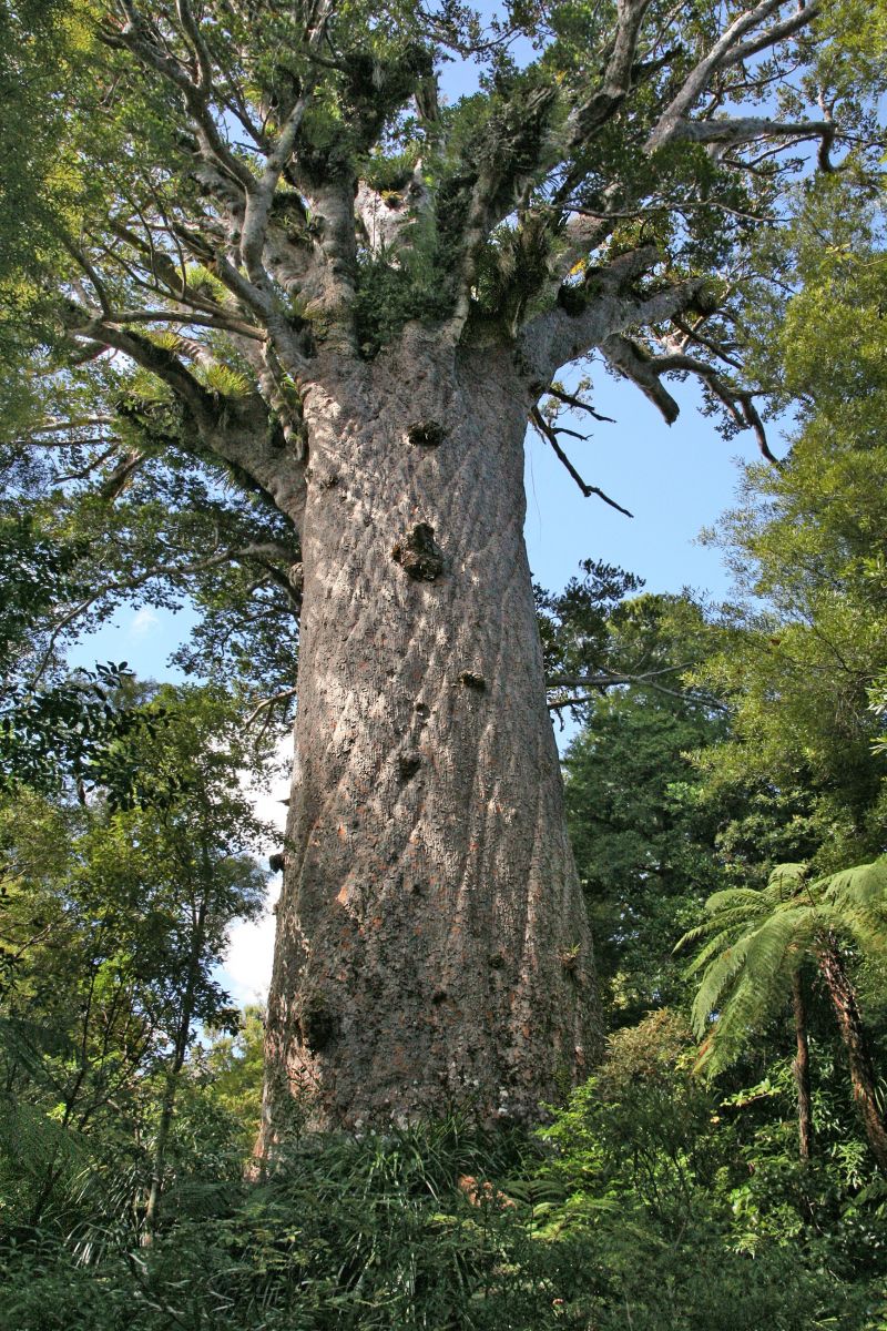Cây thông Tane Mahuta, New Zealand