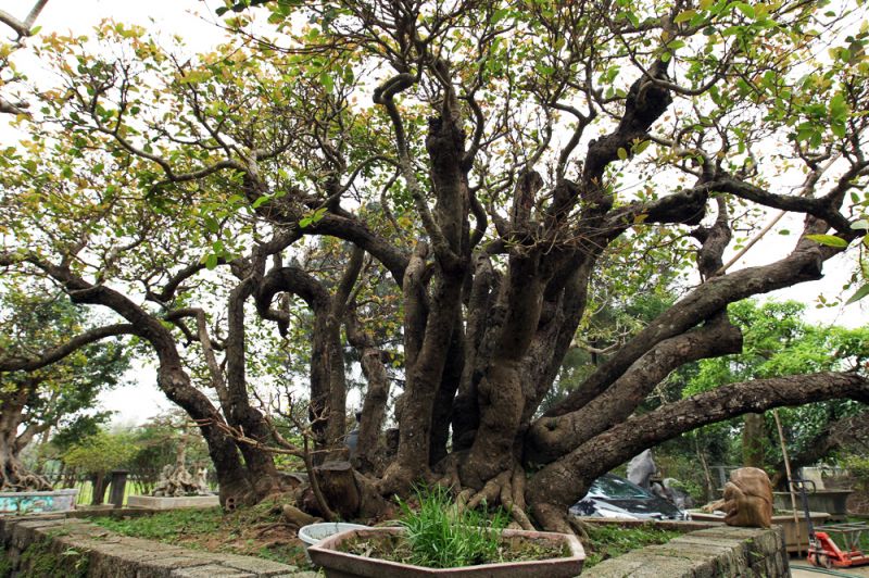 Cây trâm vối