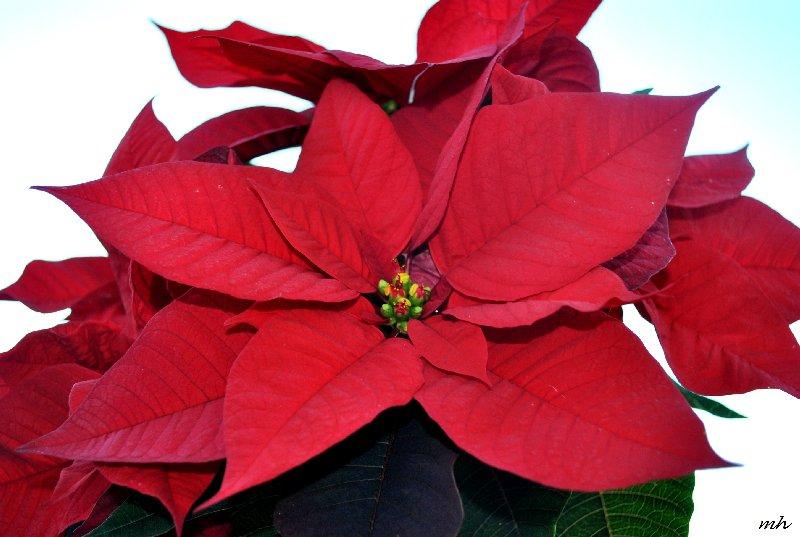 Cây trạng nguyên (Poinsettias)