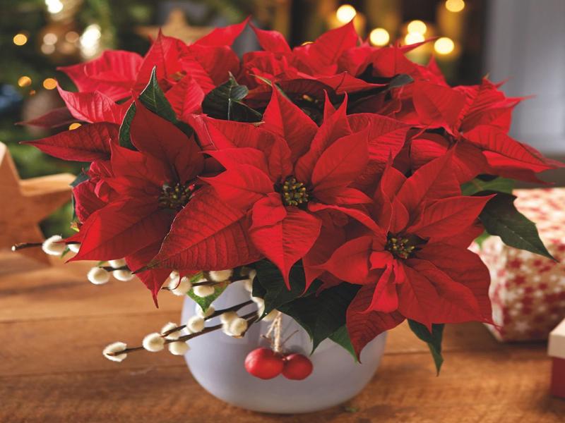 Cây trạng nguyên (Poinsettias)