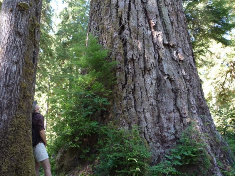Cây linh sam Queets River Spruce, Washington, Mỹ