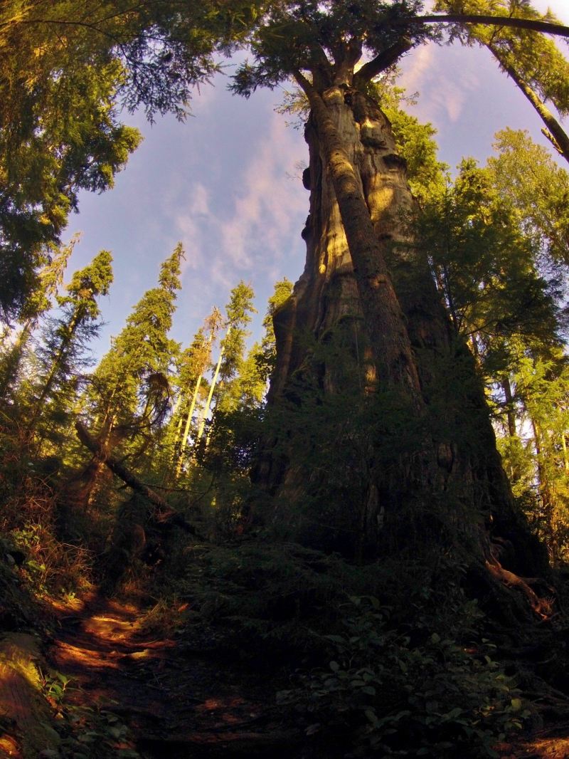 Cây tuyết tùng đỏ Quinault Lake Redcedar, Hoa Kỳ