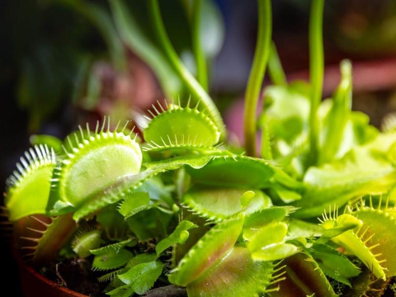 Cây Venus Flytrap