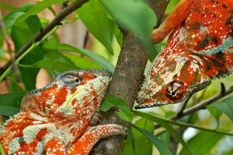 Chameleon Under Pressure Nature - Christian Ziegler