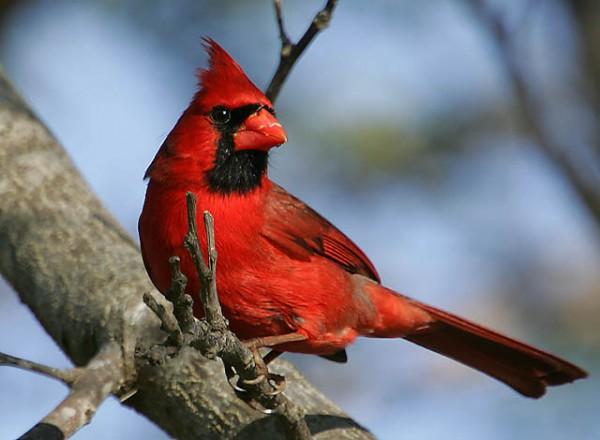 Chào mào đỏ phương Bắc - The Northern Cardinal