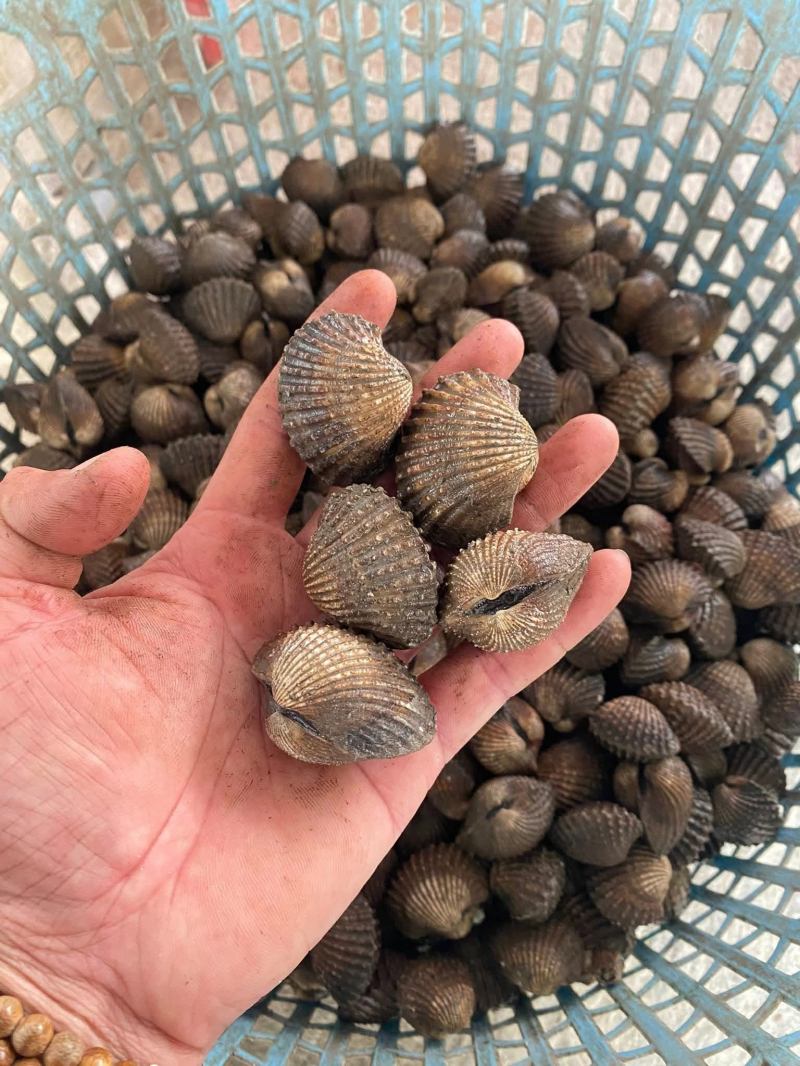 Cháo sò huyết Phú Quốc