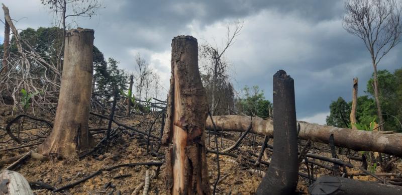Chặt phá rừng khiến môi trường bị tàn phá nghiêm trọng