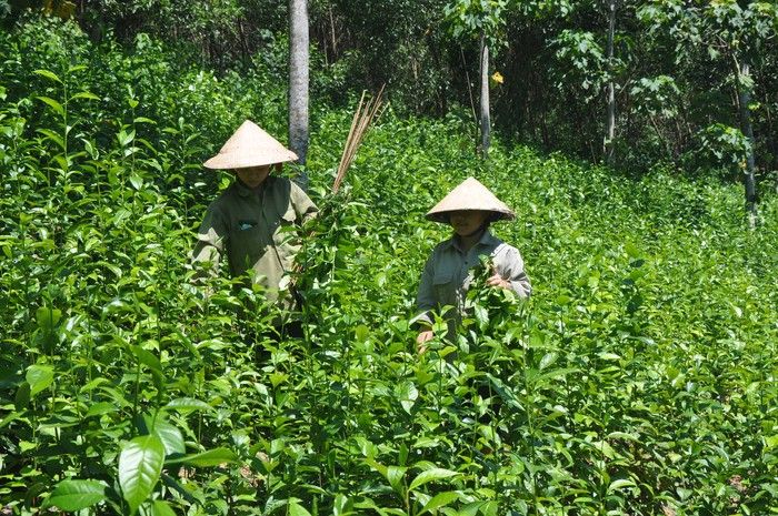 Chè Anh Sơn