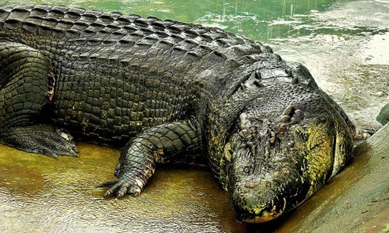 Cá sấu - Lớp da có thể phát hiện con mồi đang bơi