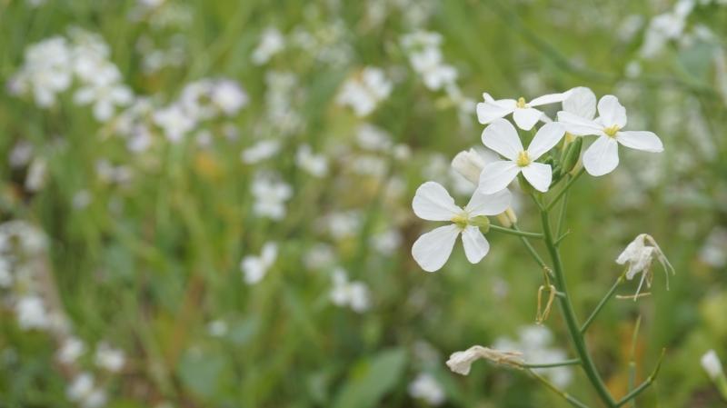 Hoa cải trắng tinh khôi