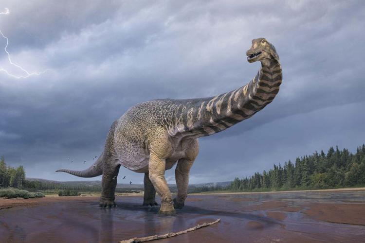Chiếc đuôi của khủng long cổ dài