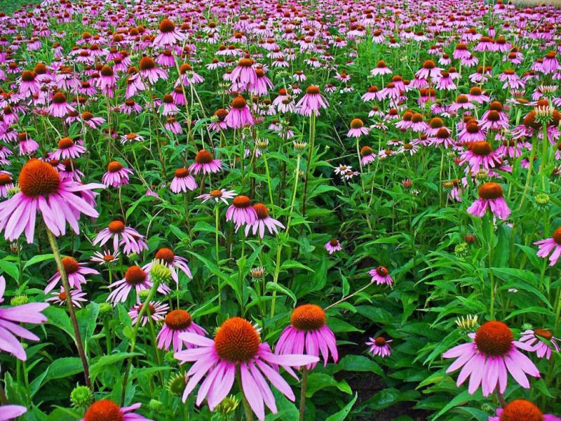 Chiết xuất từ rễ Echinacea (cúc dại) như một loại kháng sinh tự nhiên