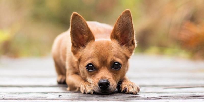 Chihuahua loài chó này rất thông minh