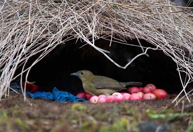 Chim bowerbird – những nhà trang trí nội thất tinh tế