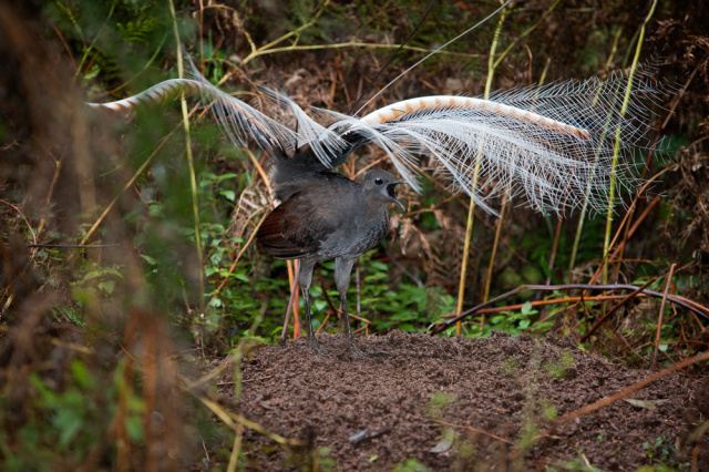 Chim Cầm điểu (Lyrebird) – Giả giọng siêu việt