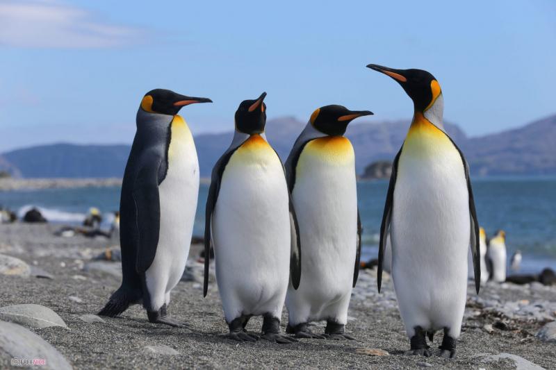 Hình nền hài hước  Chú chim cánh cụt cực dễ thương