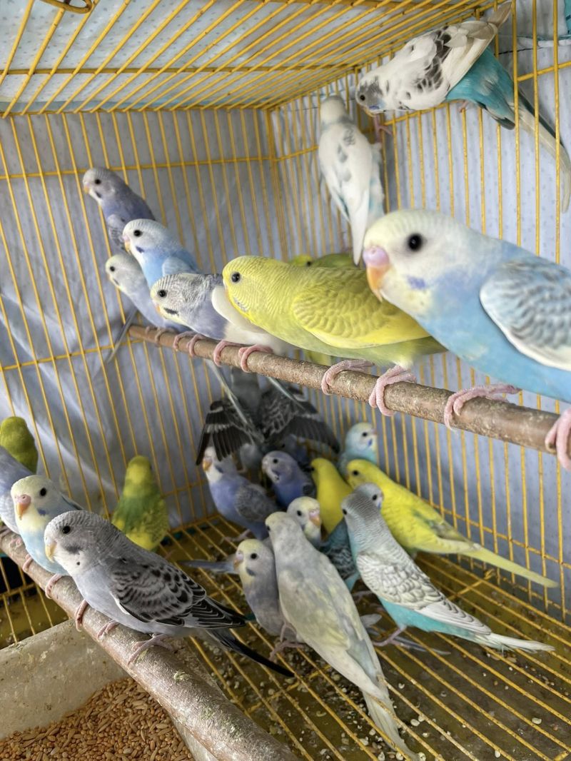 Chim cảnh Đất Quảng