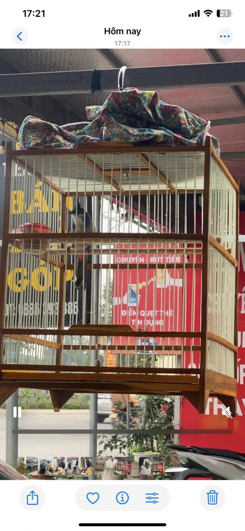 Chim Cảnh Định Bình