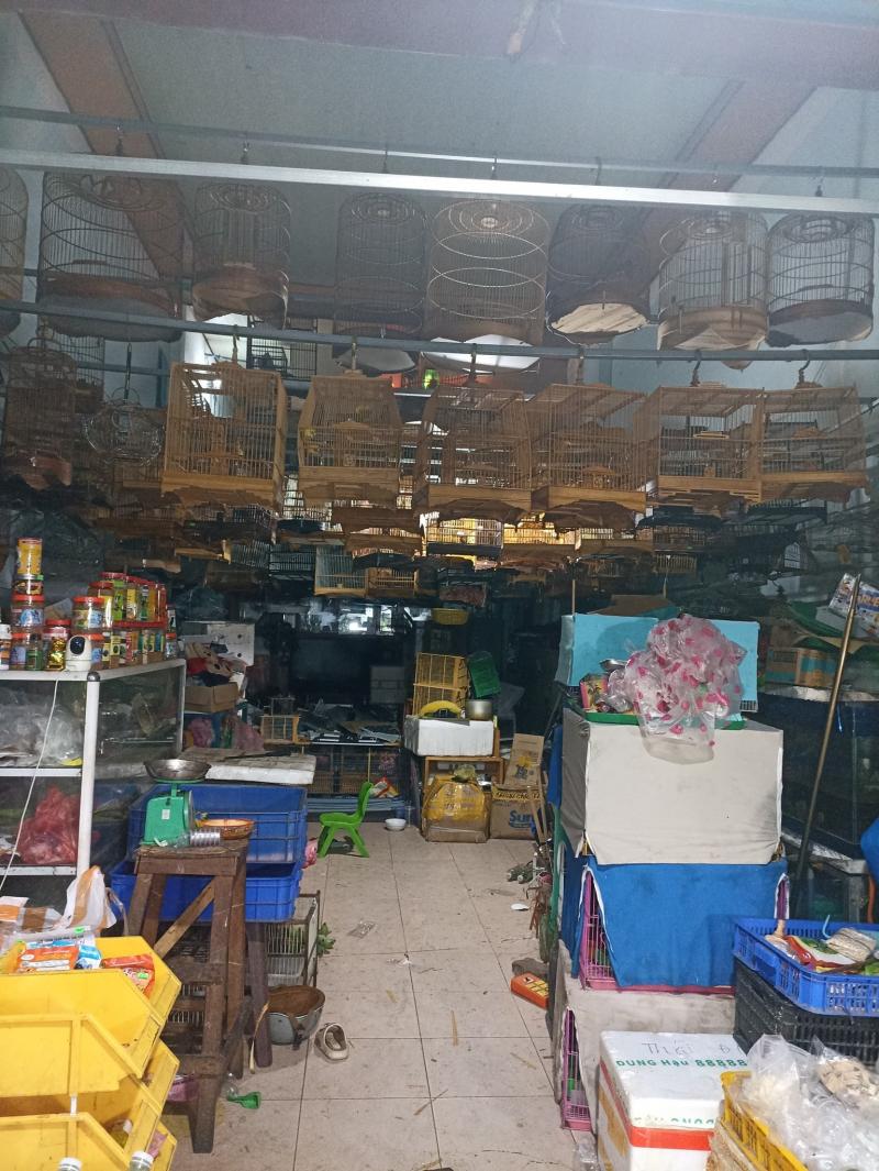 Chim Cảnh Hoà Bình