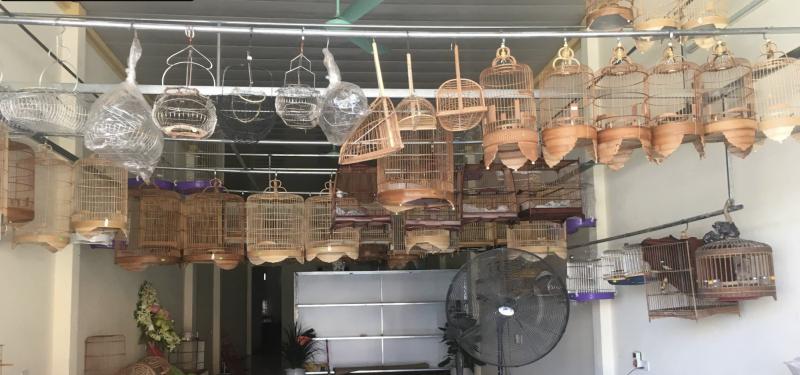 Chim Cảnh Nam Thái