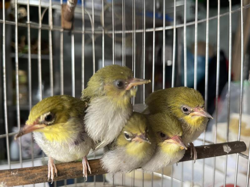 Chim Cảnh Sông Thu Đà Nẵng