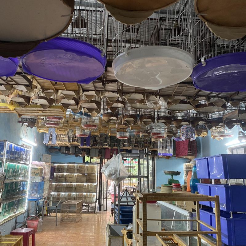 Chim Cảnh Thành Cano