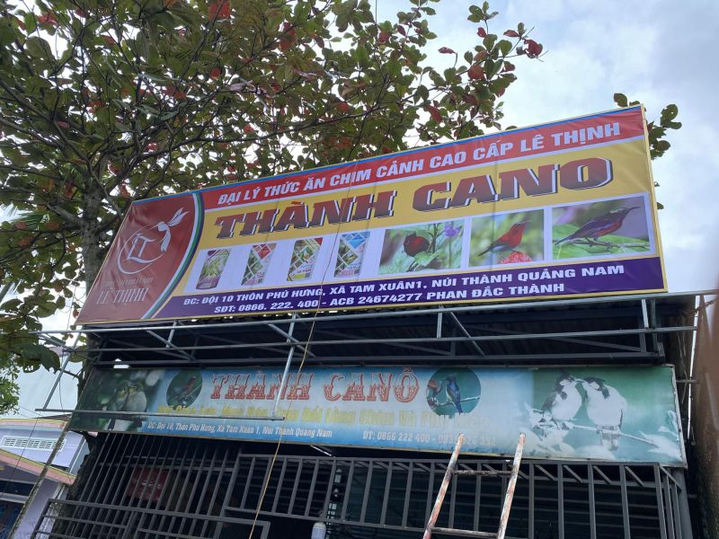 Chim Cảnh Thành Cano