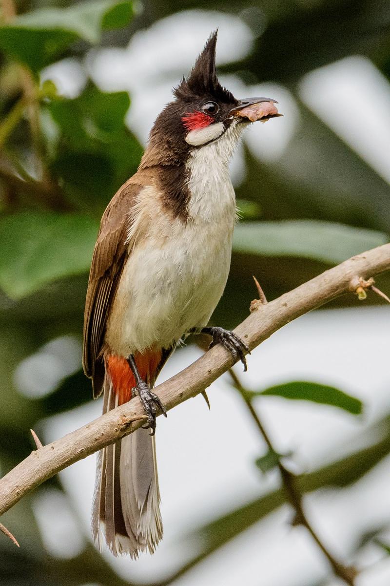 Chim Chào mào