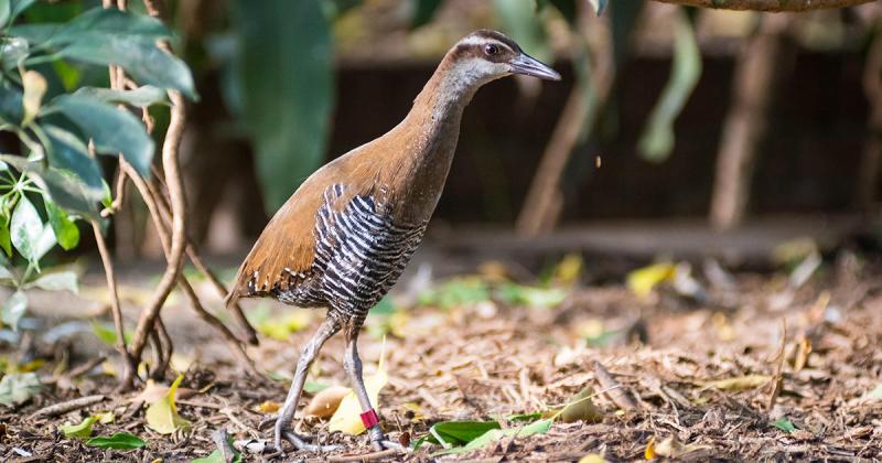 Chim Guam rail