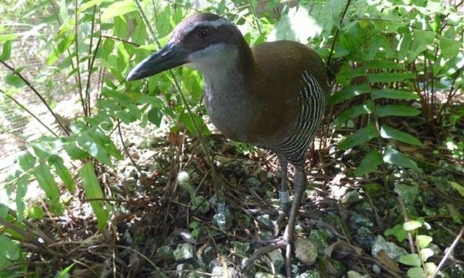 Chim Guam rail