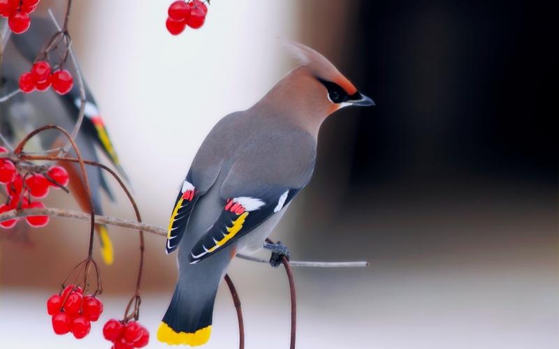 Chim Kim tước (hay còn gọi là chim Bohemian Waxwing)