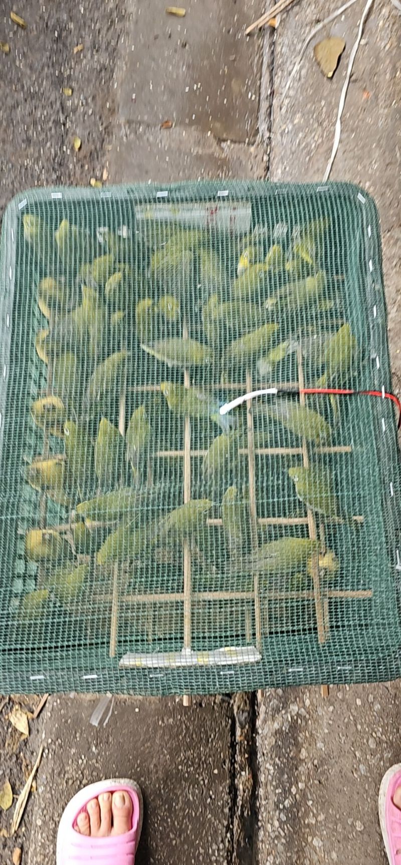 Chim Phóng Sinh Hương Cường