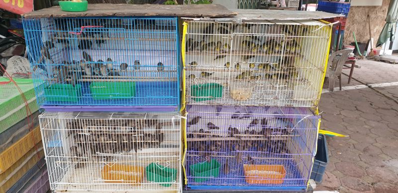 Chim Phóng Sinh Hương Cường