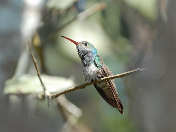 Chim ruồi Honduran Emerald