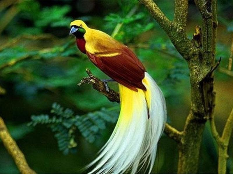 Hình ảnh chim Chào Mào đẹp nhất thế giới, chất lượng cao