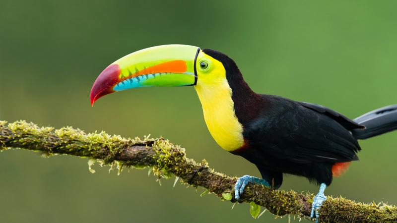 Chim Toucan