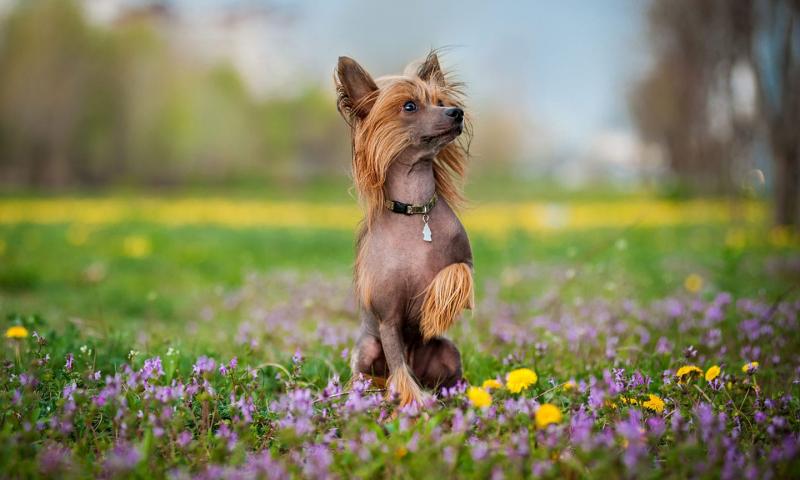 Chó Chinese Crested