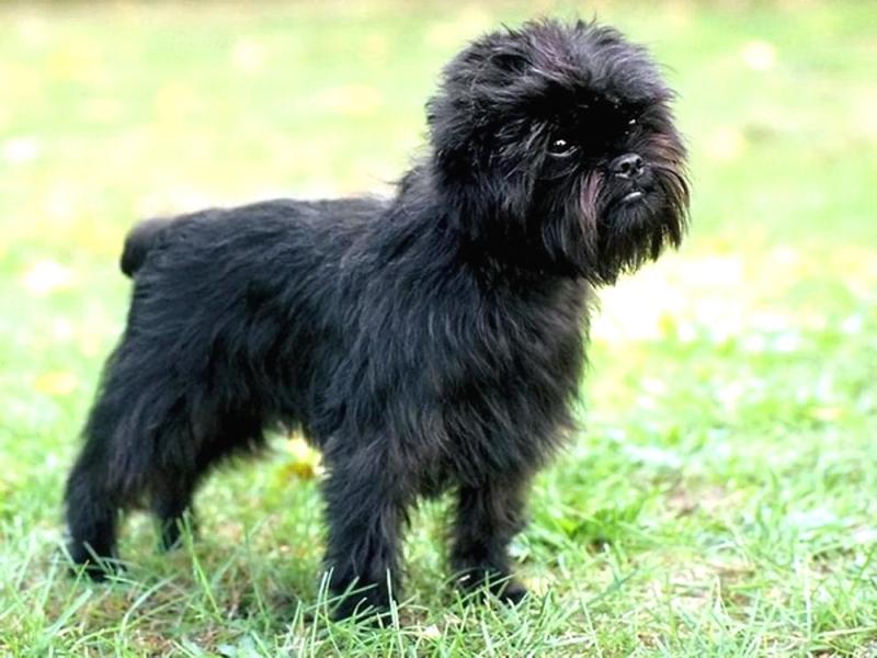 Chó Affenpinscher