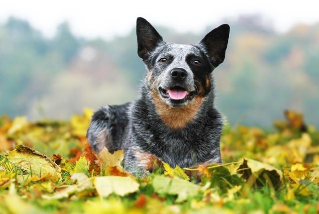 Chó Australian Cattle Dog – Chó chăn gia súc Úc