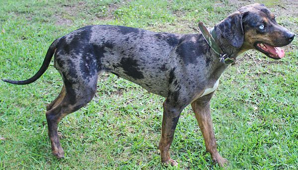 Chó báo leo cây Catahoula có kích thước ﻿khoảng 51 đến 66 cm