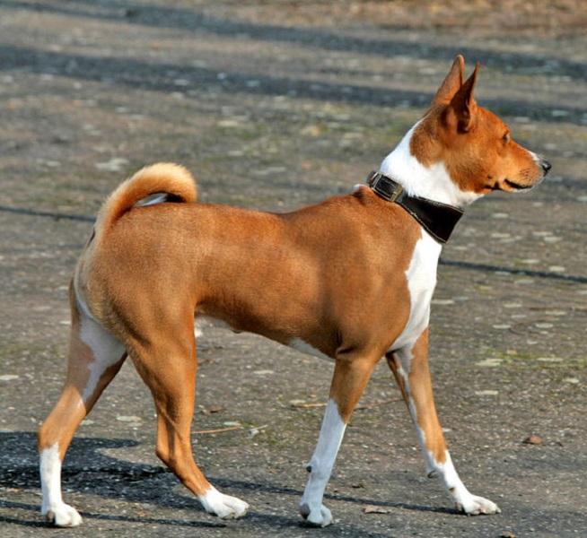 Chó Basenji không sủa, chúng kêu