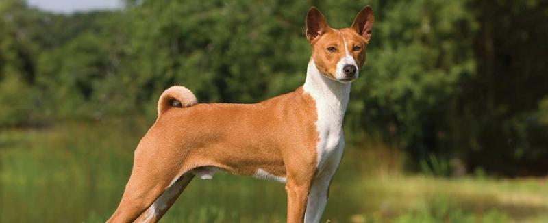 Chó Basenji không sủa, chúng kêu