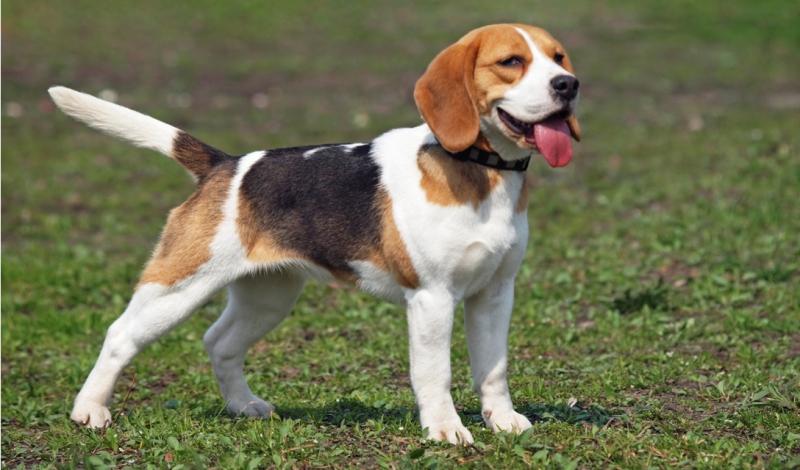 Chó Beagle