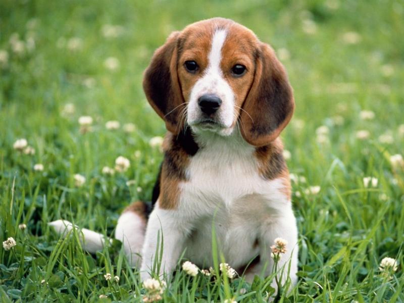 Giống chó Beagles thường rất nhẹ nhàng nhưng vô cùng tinh tế