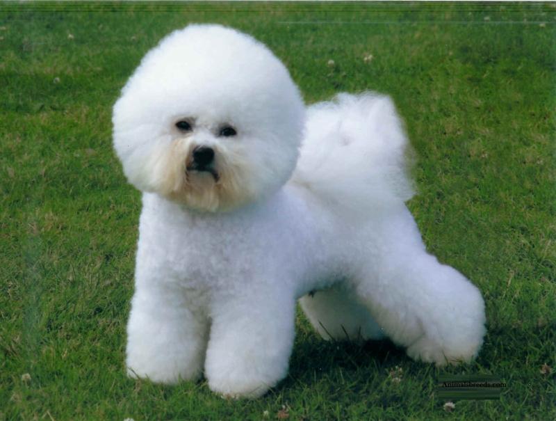 Chó Bichon Frise